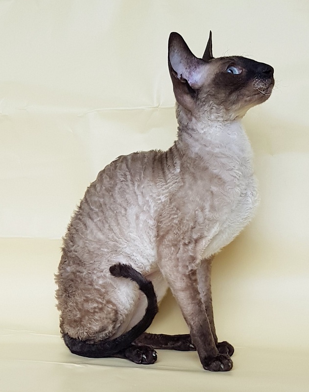 Elizabeth Star Forge - Adult cornish rex 3 years 9 months 3 weeks