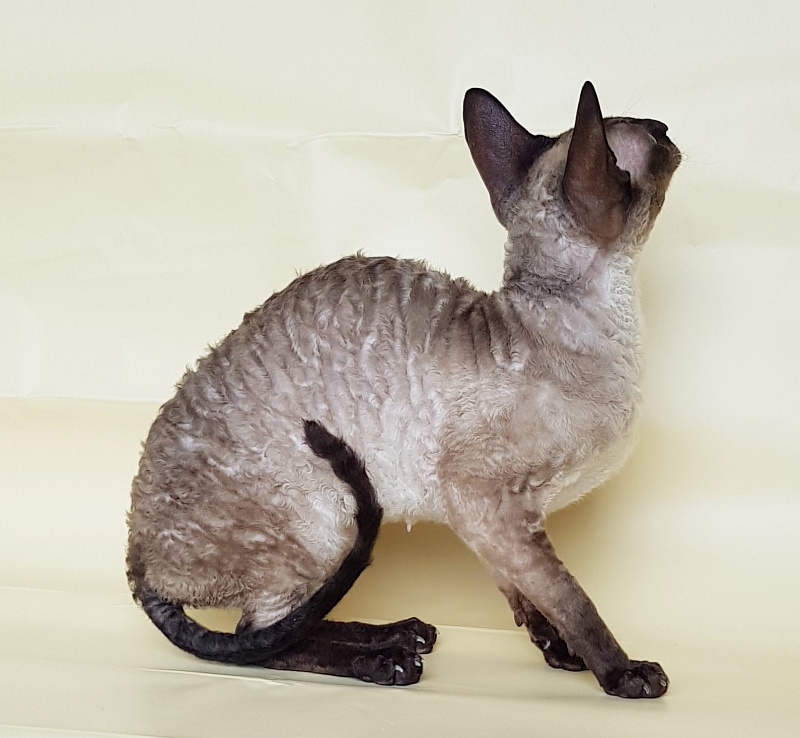 Elizabeth Star Forge - Adult cornish rex 3 years 9 months 3 weeks