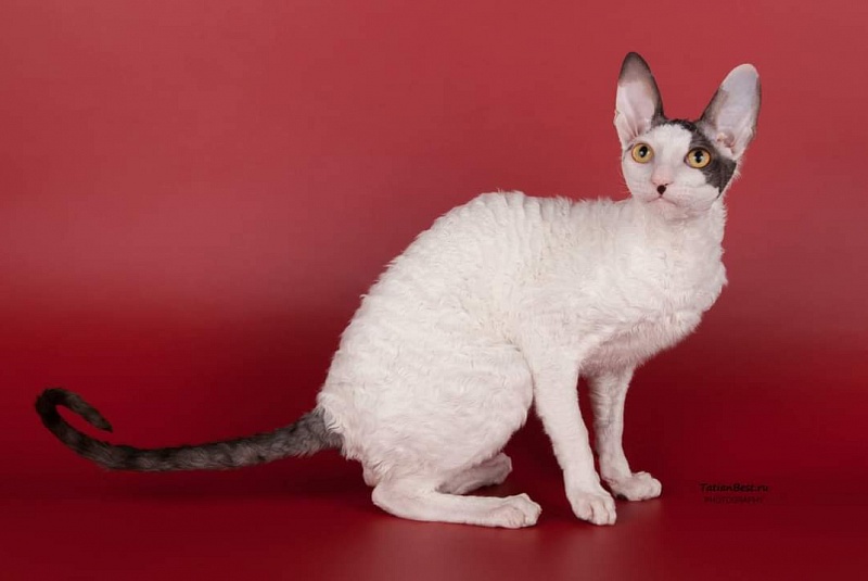 Wavy Silk Clawd - cornish rex