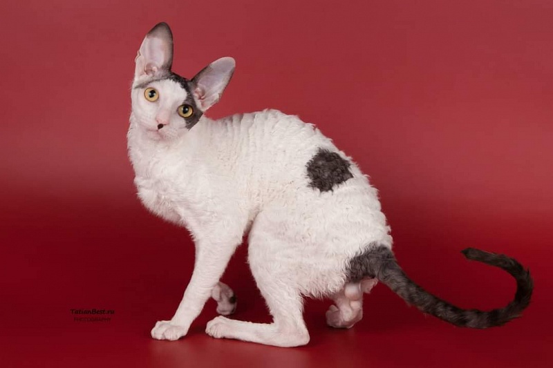 Wavy Silk Clawd - cornish rex