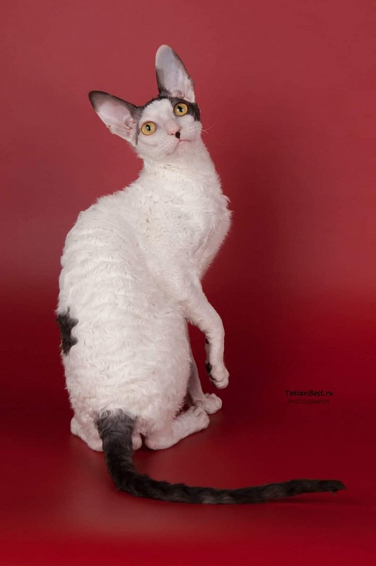 Wavy Silk Clawd - cornish rex