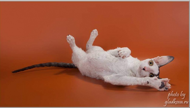 Wavy Silk Clawd - cornish rex