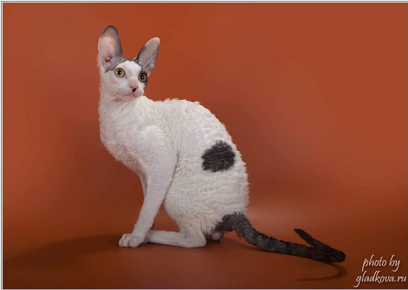 Wavy Silk Clawd - cornish rex