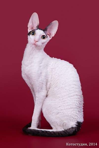De Longi Xenia - cornish rex 08/01/2014