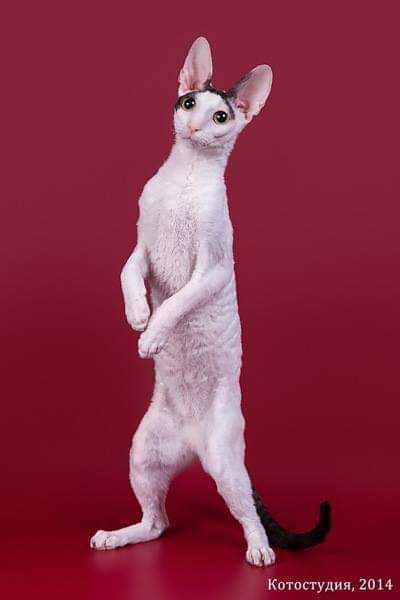 De Longi Xenia - cornish rex 08/01/2014