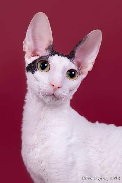 De Longi Xenia - cornish rex 08/01/2014