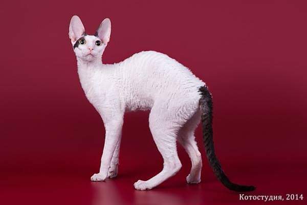 De Longi Xenia - cornish rex 08/01/2014