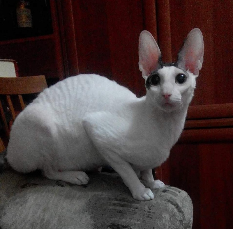De Longi Xenia - cornish rex