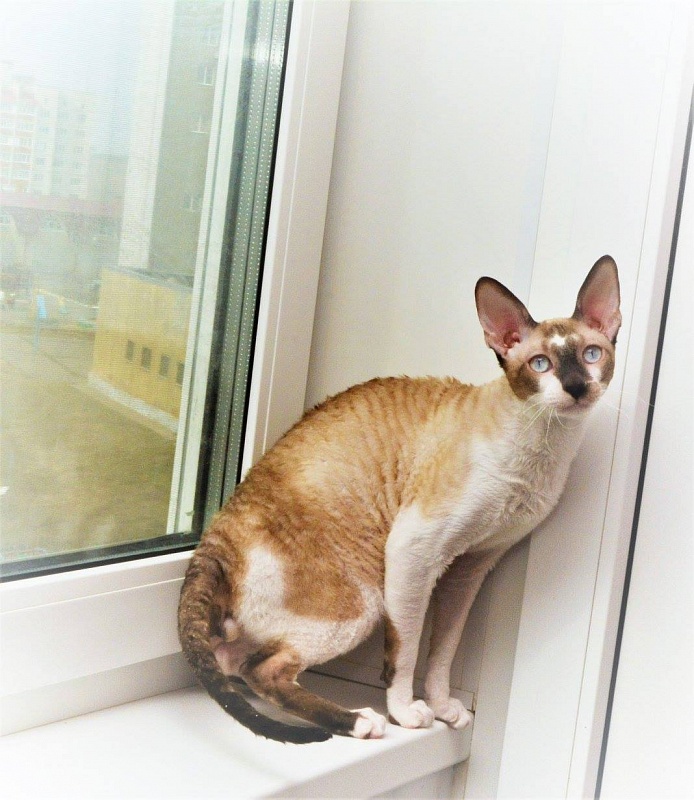 ShRex Allen Wolker of Star Forge - cornish rex