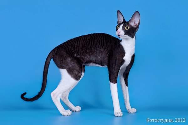 De Longi Barbara - cornish rex