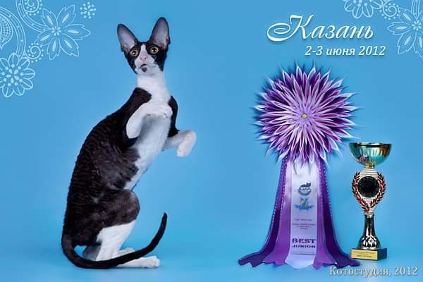 De Longi Barbara - cornish rex