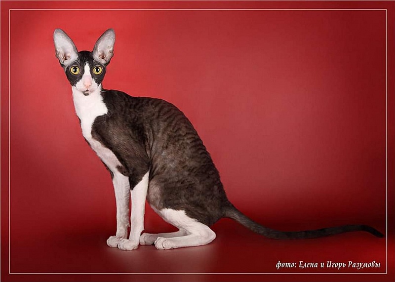De Longi Barbara - cornish rex