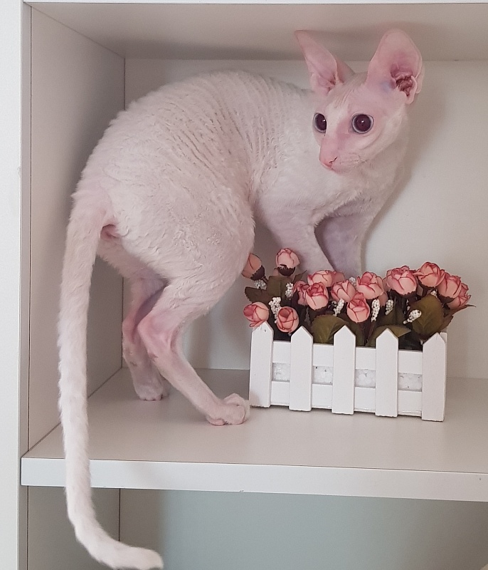 Lja-Lja-Fa Elemani Dream - cornish rex