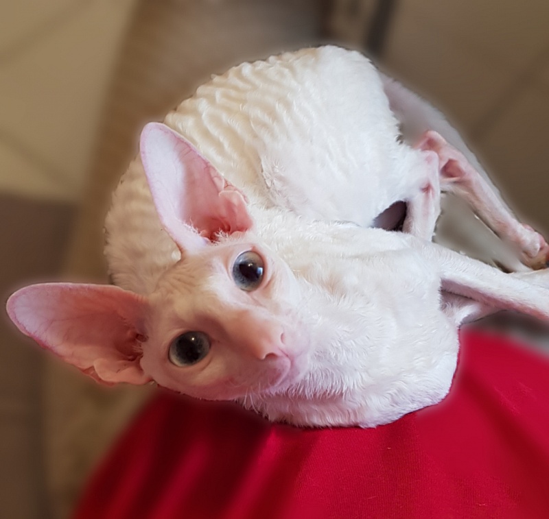 Lja-Lja-Fa Elemani Dream - cornish rex
