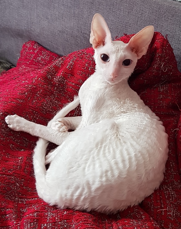 Lja-Lja-Fa Elemani Dream - Adult cornish rex 11 months 0.5 weeks