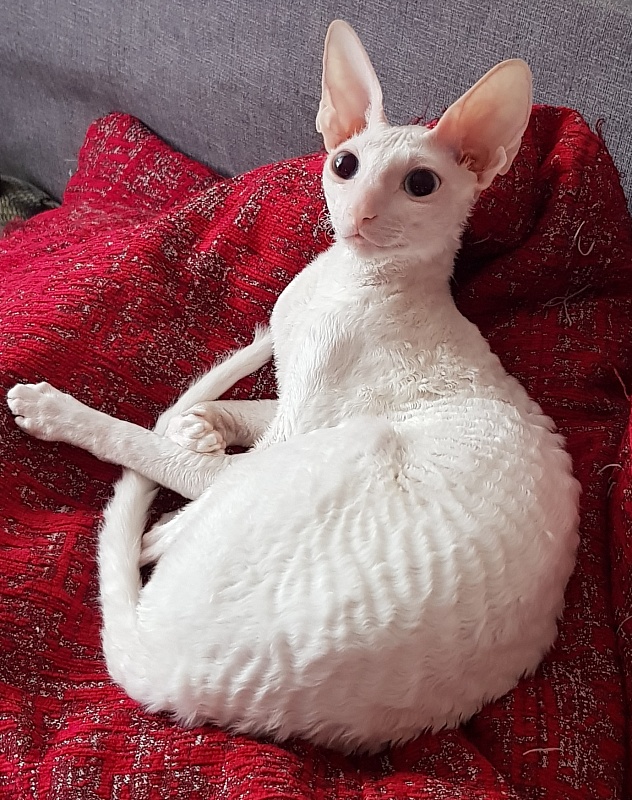 Lja-Lja-Fa Elemani Dream - Adult cornish rex 11 months 0.5 weeks