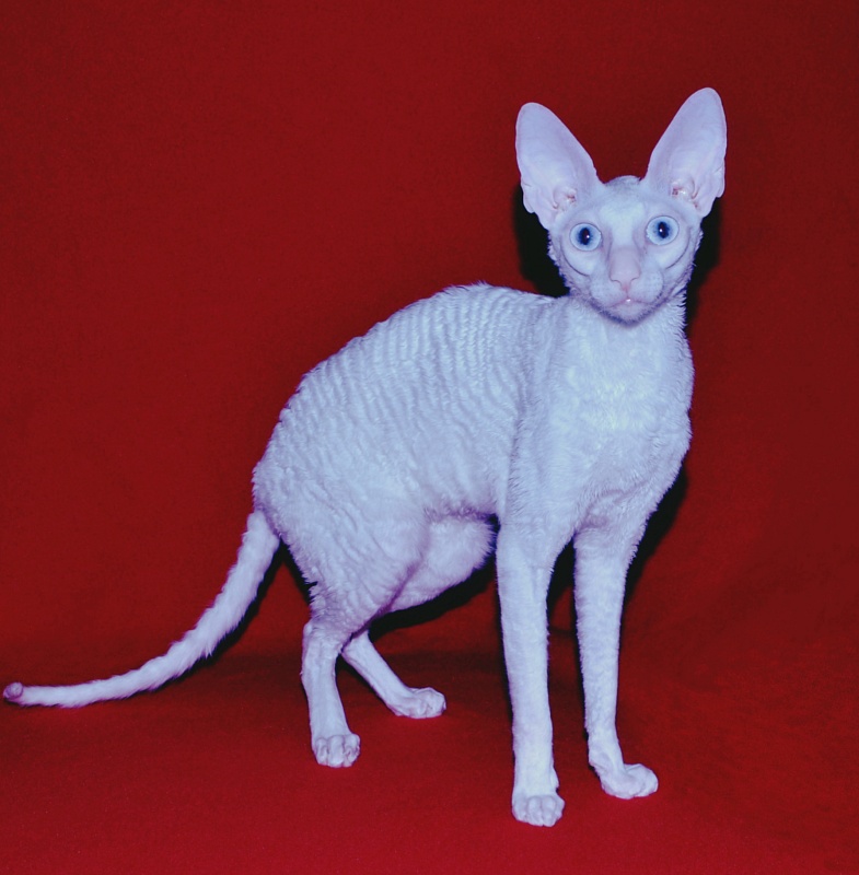 Lja-Lja-Fa Elemani Dream - cornish rex