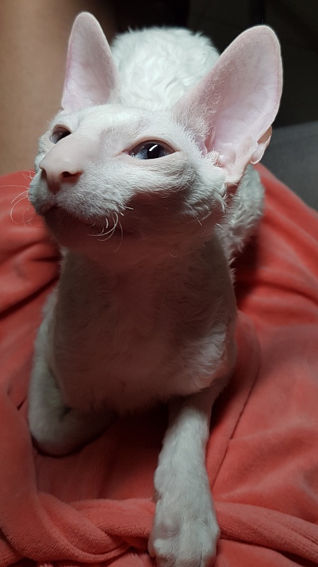 Lja-Lja-Fa Elemani Dream - Junior cornish rex 7 months 1.5 week