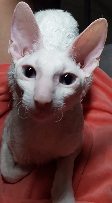 Lja-Lja-Fa Elemani Dream - Junior cornish rex 7 months 1.5 week
