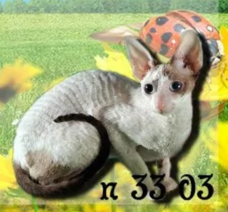 Graceful Zi Dolores - cornish rex