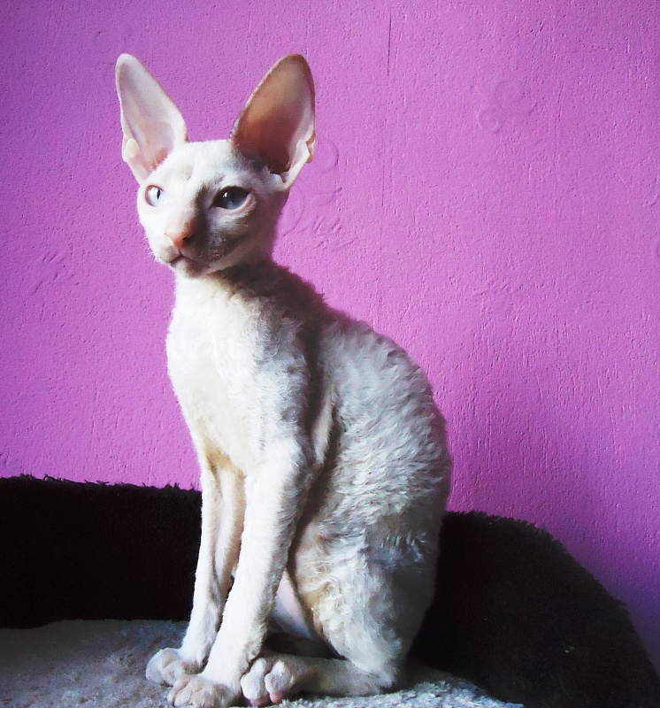 Glorya Magic Aster - cornish rex