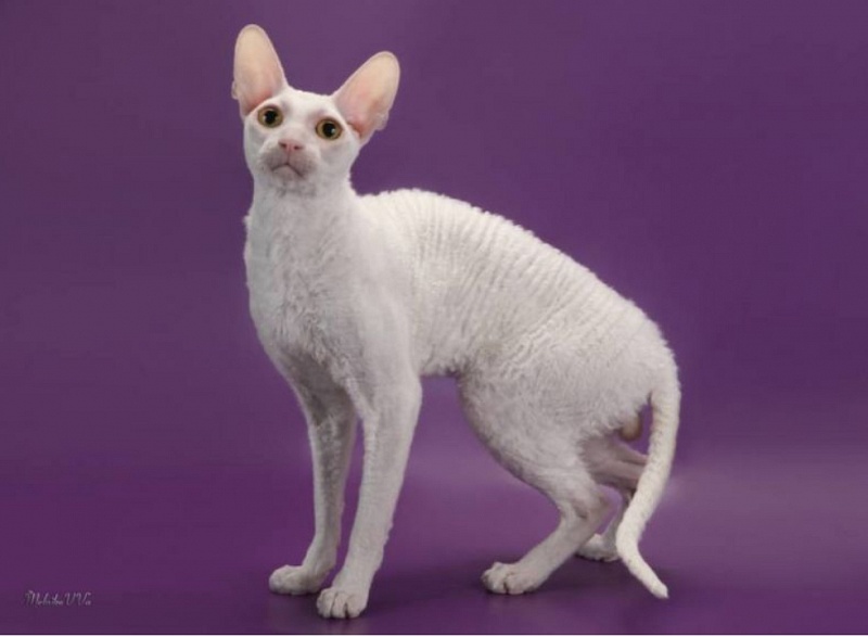 Fenway Garet of De Longi - cornish rex