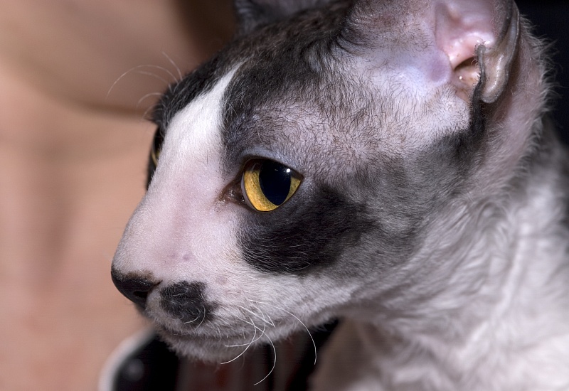 Mykro's Long Dream - Junior cornish rex 7 months 1 week