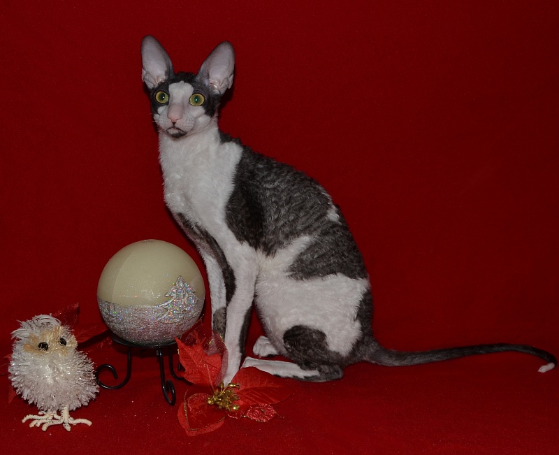 Lja-Minor Elemani Dream - Adult cornish rex 10 months 1 week