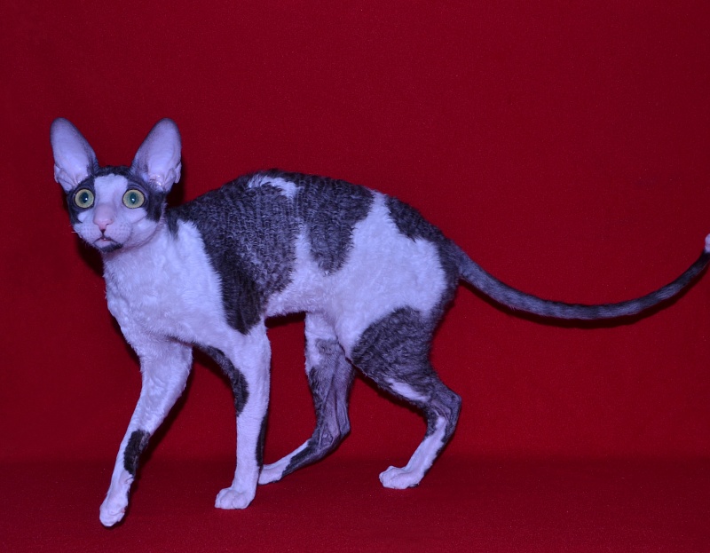 Lja-Minor Elemani Dream - Adult cornish rex 10 months 1 week