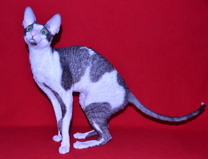 Lja-Minor Elemani Dream - Adult cornish rex 10 months 1 week