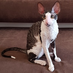 Lja-Minor Elemani Dream