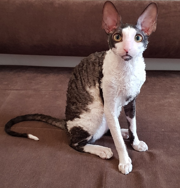 Lja-Minor Elemani Dream - cornish rex