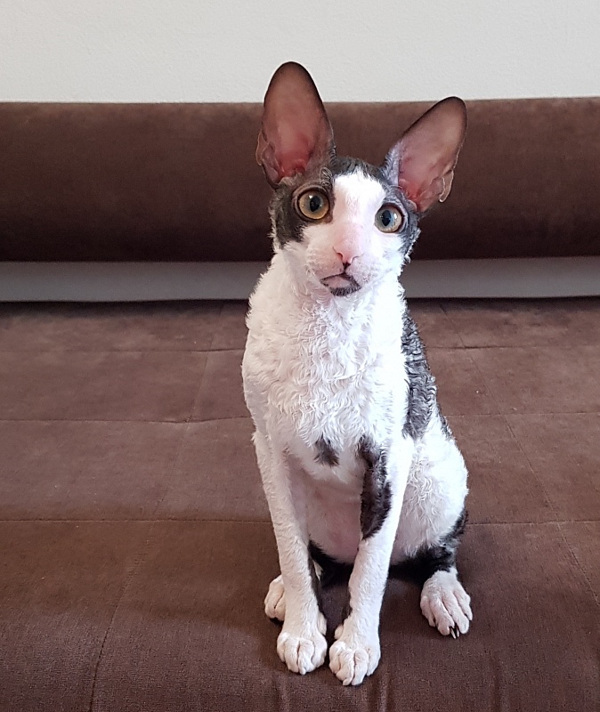 Lja-Minor Elemani Dream - Kitten cornish rex 5 months 2 weeks