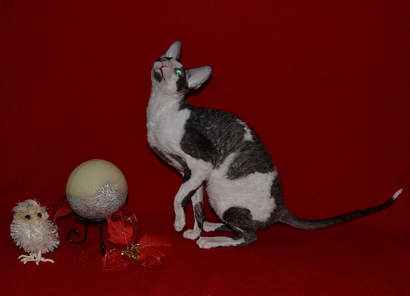Lja-Minor Elemani Dream - Adult cornish rex 10 months 1 week