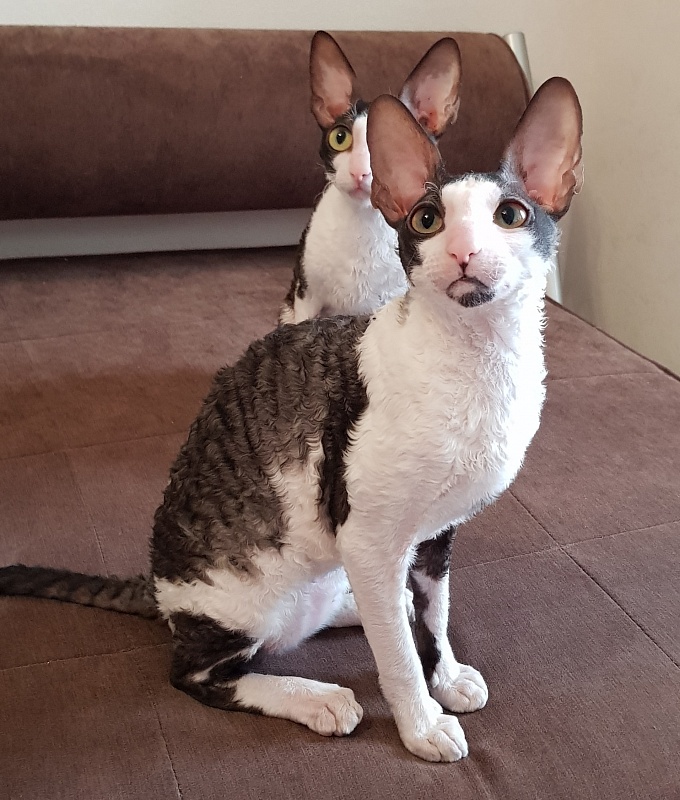 Lja-Minor Elemani Dream - Kitten cornish rex 5 months 2 weeks