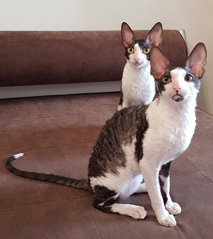 Lja-Minor Elemani Dream - Kitten cornish rex 5 months 2 weeks