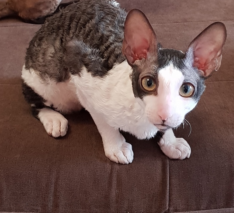 Lja-Minor Elemani Dream - Kitten cornish rex 5 months 2 weeks