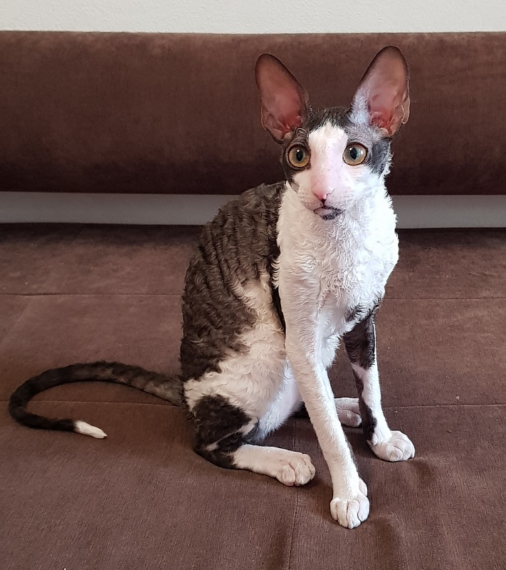Lja-Minor Elemani Dream - Kitten cornish rex 5 months 2 weeks