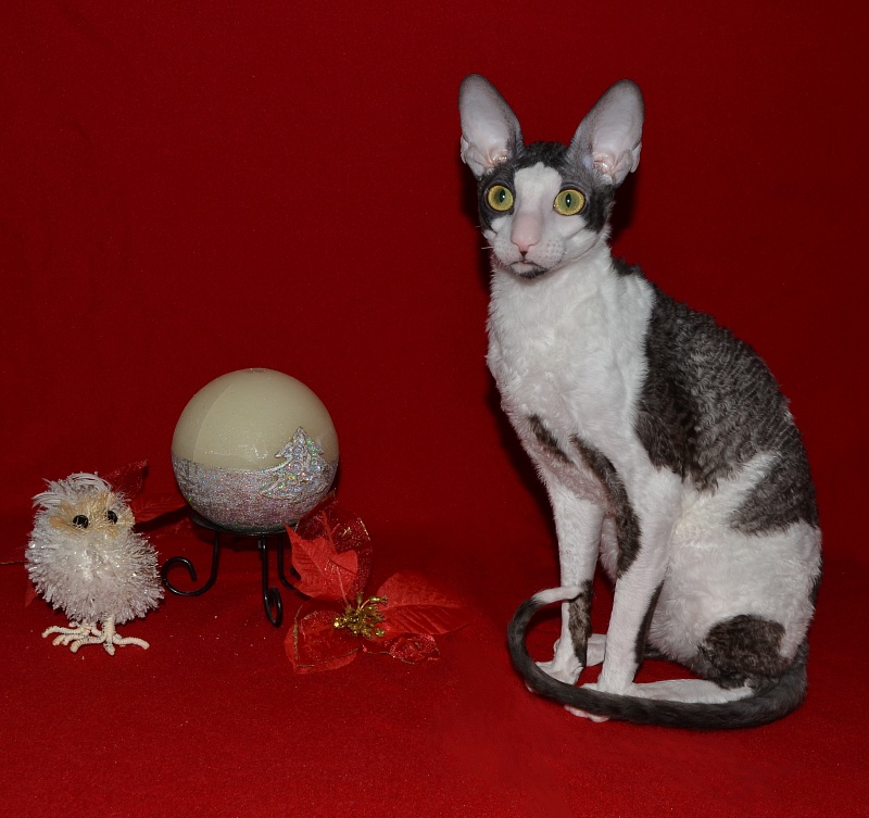 Lja-Minor Elemani Dream - Adult cornish rex 10 months 1 week