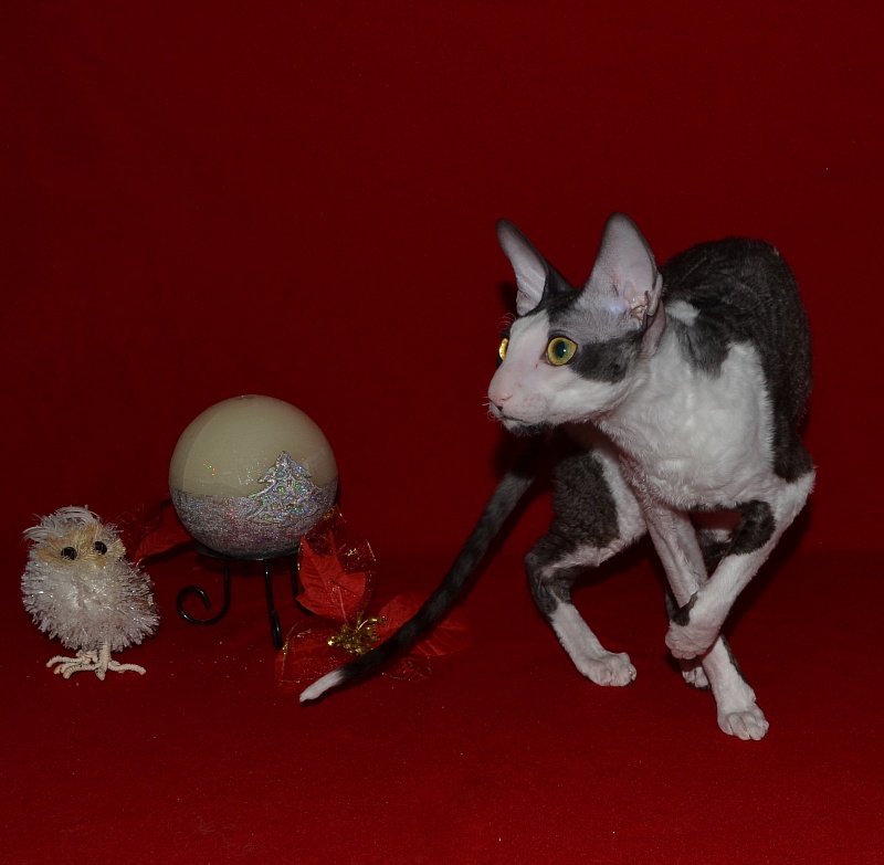 Lja-Minor Elemani Dream - Adult cornish rex 10 months 1 week