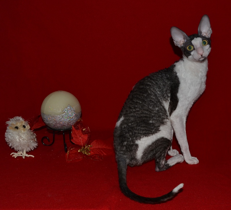 Lja-Minor Elemani Dream - Adult cornish rex 10 months 1 week