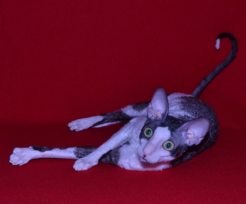 Lja-Minor Elemani Dream - Adult cornish rex 10 months 1 week
