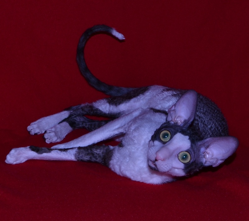 Lja-Minor Elemani Dream - Adult cornish rex 10 months 1 week