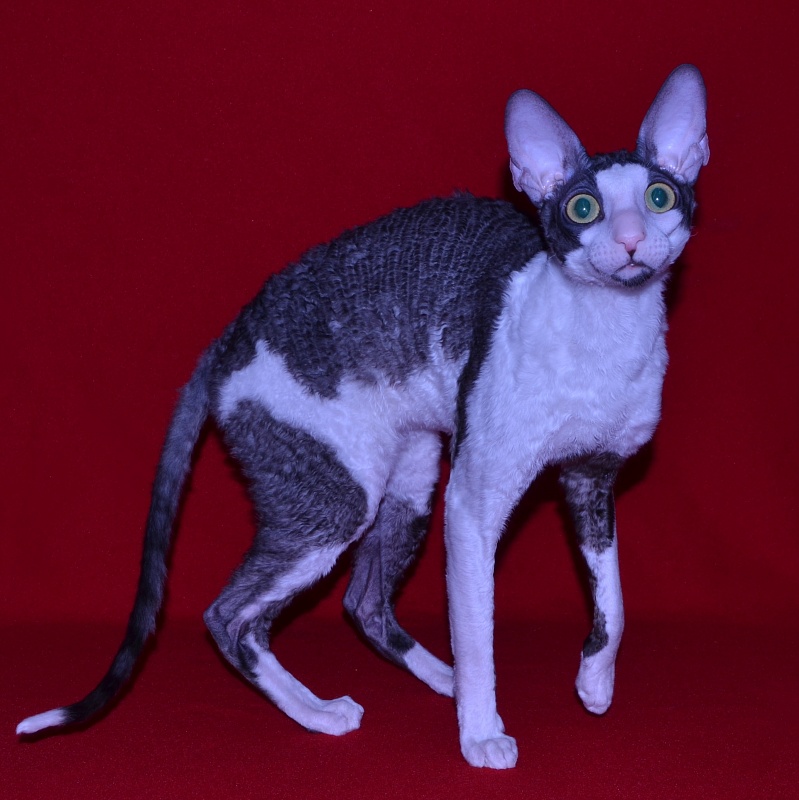 Lja-Minor Elemani Dream - Adult cornish rex 10 months 1 week