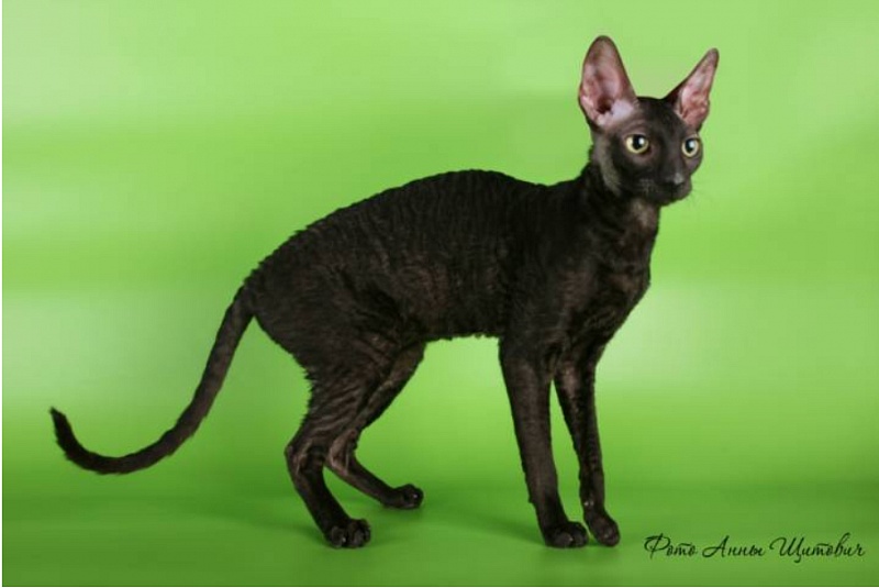 Mykro's Dreammaker - cornish rex