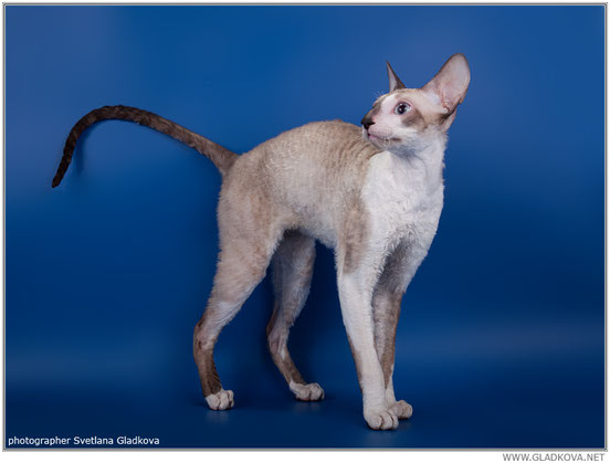 Graceful Zi Brave Lion - cornish rex