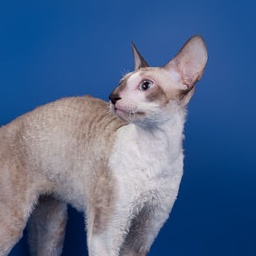 Graceful Zi Brave Lion