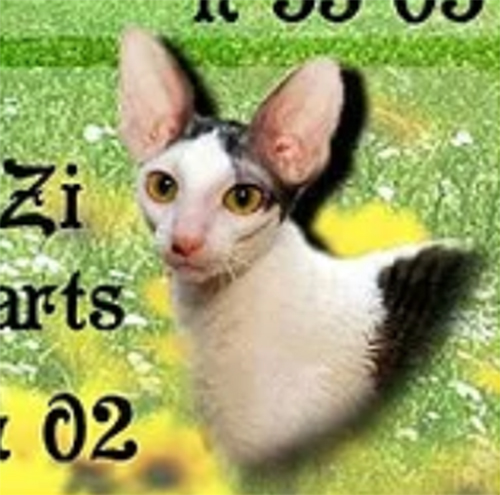 Graceful Zi Black Hearts - cornish rex