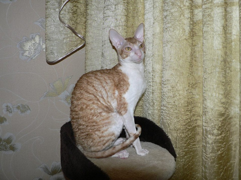 Q-Felixc Alexstaza of Star Forge - корниш-рекс