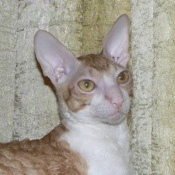 Q-Felixc Alexstaza of Star Forge